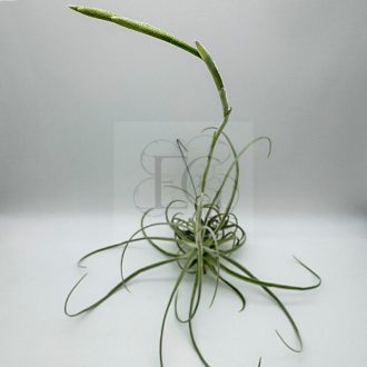 Tillandsia Streptocarpa/L