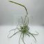 Tillandsia Streptocarpa/L