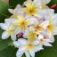 Plumeria rubra "Crazy" JJ