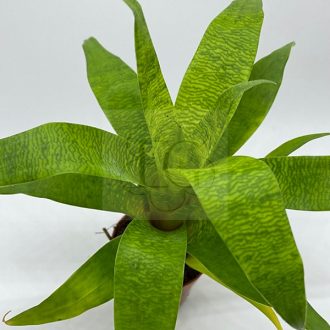 Vriesea Ospinae/L 