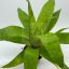 Vriesea Ospinae/L 