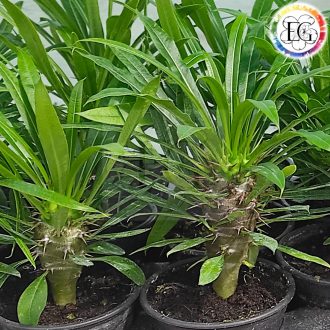 Pachypodium Lamerei/Madagaszkár pálma