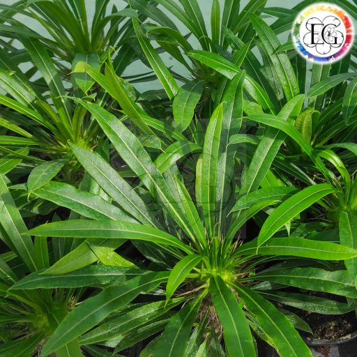 Pachypodium Lamerei/Madagaszkár pálma