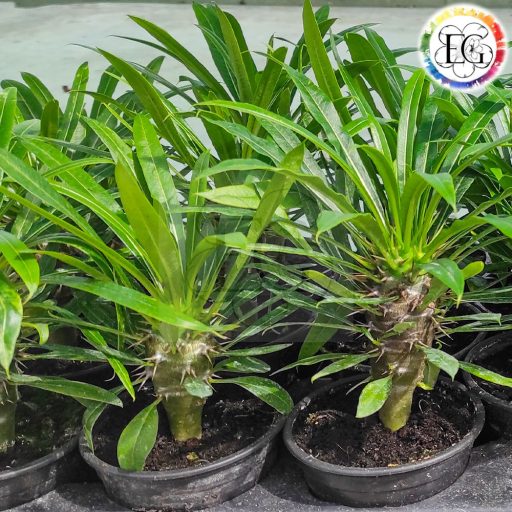 Pachypodium Lamerei/Madagaszkár pálma