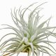 Tillandsia Tectorum var. Snow/S