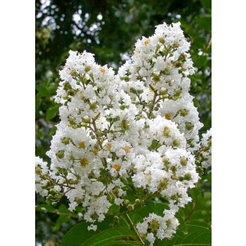 Lagerstroemia "Sarah's Favorite"-Kínai selyemmirtusz   Lagerstroemia "Sarah's Favorite"-Kínai selyemmirtusz