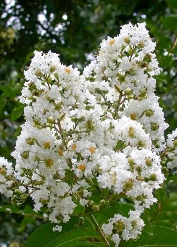Lagerstroemia "Sarah's Favorite"-Kínai selyemmirtusz