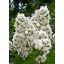 Lagerstroemia "Sarah's Favorite"-Kínai selyemmirtusz