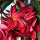 Plumeria rubra "Siam Red/Daeng Sayam"