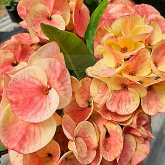Euphorbia milii "Hybrid" (A79)