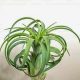 Tillandsia "Oh my Goodness/L