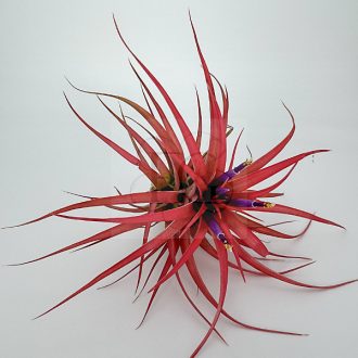 Tillandsia Brachycaulos var. Abdida/XL