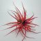 Tillandsia Brachycaulos var. Abdida/XL