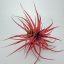 Tillandsia Brachycaulos var. Abdida/XL