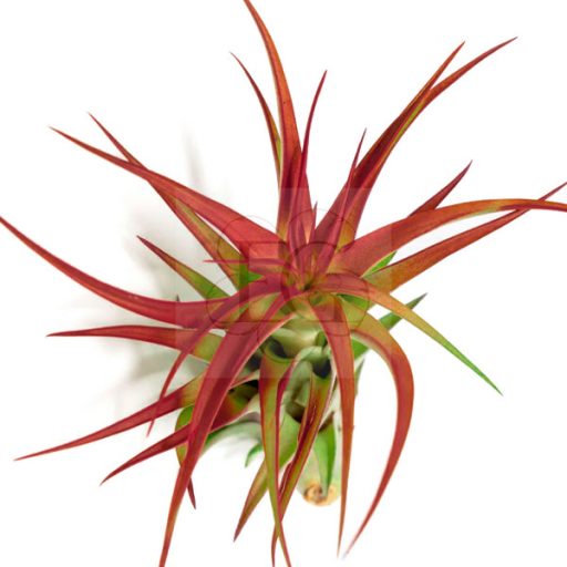 Tillandsia Brachycaulos var. Abdida/XL