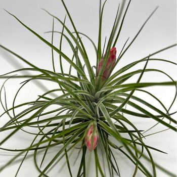 Tillandsia Stricta Pulk Tillandsia Stricta Pulk