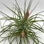 Tillandsia Stricta Pulk