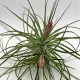 Tillandsia Stricta Twin