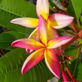 Plumeria rubra "Madeira" SK  Plumeria rubra "Madeira" SK