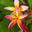 Plumeria rubra "Madeira" SK 