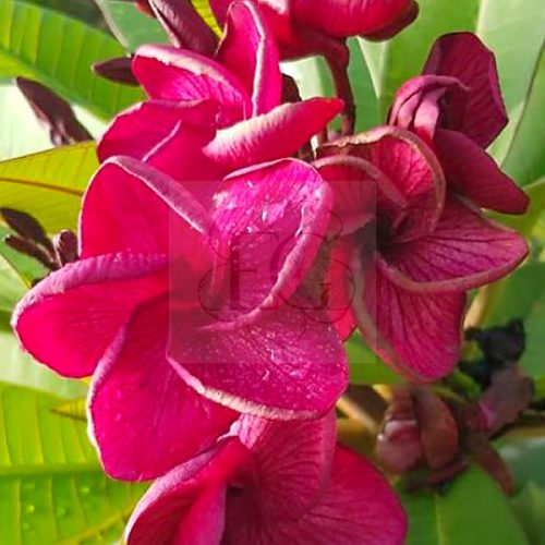 Plumeria rubra "Dragon Heart" (NUI)