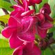 Plumeria rubra "Dragon Heart" (NUI)