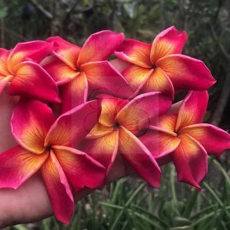 Plumeria rubra "Yala2"