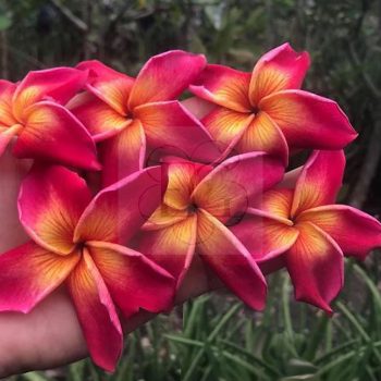 Plumeria rubra "Yala2" Plumeria rubra "Yala2"