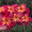 Plumeria rubra "Yala2"