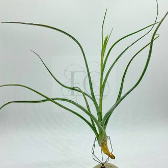 Tillandsia Pseudobaileyi