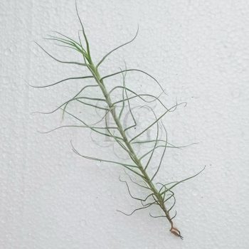 Tillandsia Caerulea Single  Tillandsia Caerulea Single