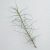 Tillandsia Caerulea Single