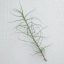 Tillandsia Caerulea Single 