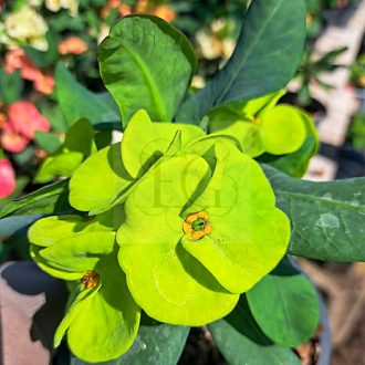 Euphorbia milii "Mang Korn Yok" (A44)