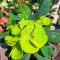 Euphorbia milii "Mang Korn Yok" (A44)