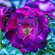 Adenium obesum (S-56)