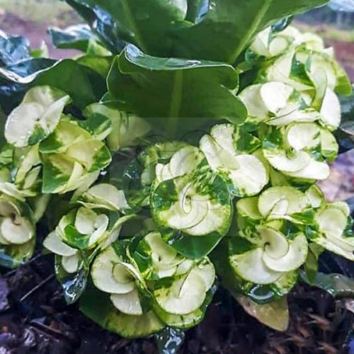 Euphorbia milii "Snow Green" (N-18)