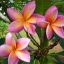Plumeria rubra "Cherokee Geisha" JJ