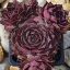 Sempervivum " Tectorum var. Pyreneum"-Kövirózsa