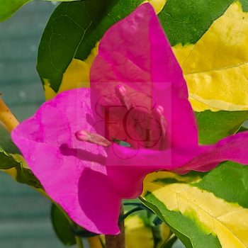 Bougainvillea "Thimma" Bougainvillea "Thimma"