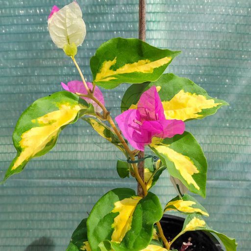 Bougainvillea "Thimma"