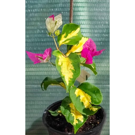 Bougainvillea "Thimma"