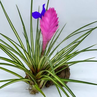 Tillandsia Cyanea Ablo Marginata Variegata/L