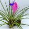 Tillandsia Cyanea Ablo Marginata Variegata/L
