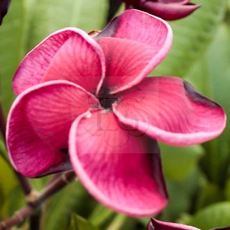 Plumeria rubra "Black Tiger" 
