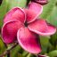 Plumeria rubra "Black Tiger" 