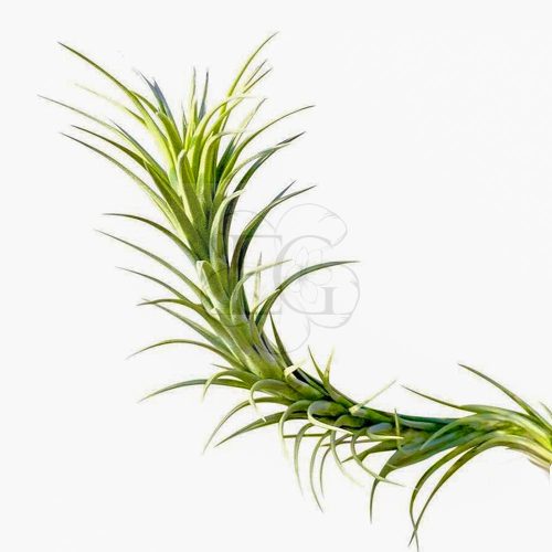 Tillandsia Araujei 