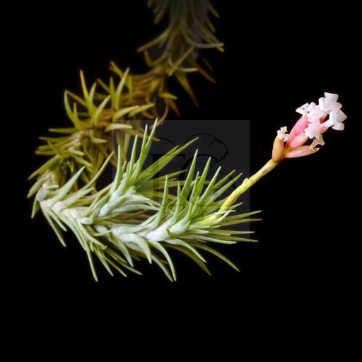 Tillandsia Araujei/L