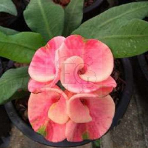 Euphorbia milii hibrid/Pink 020