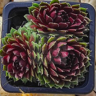 Sempervivum sp.09-Kövirózsa